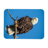 Bald Eagle op een boomtak Magneet (Horizontaal)