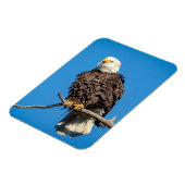 Bald Eagle op een boomtak Magneet (Linkerzijde)