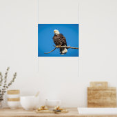 Bald Eagle op een boomtak Poster (Keuken)