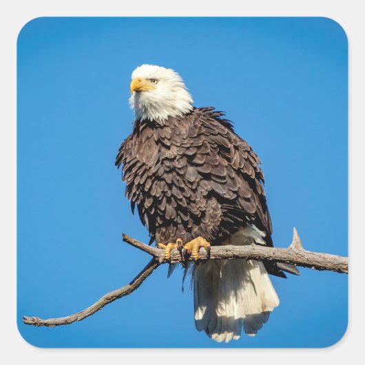 Bald Eagle op een boomtak Vierkante Sticker (Voorkant)