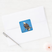 Bald Eagle op een boomtak Vierkante Sticker (Envelop)