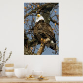Bald Eagle op een hoogtepunt Poster (Keuken)