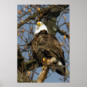 Bald Eagle op een hoogtepunt Poster
