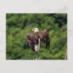 Bald Eagle op een tak Briefkaart