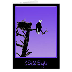 Bald Eagle op zonsondergang - Originele Wilde Kuns