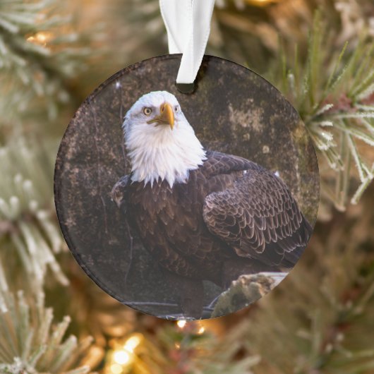 Bald Eagle Ornament (Boom)