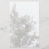 Bald Eagle P2825 (Voorkant)