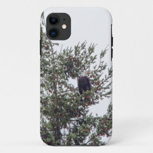 Bald Eagle P2825 iPhone 11 Hoesje