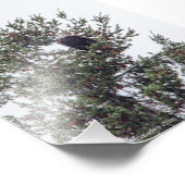 Bald Eagle P2825 Foto Afdruk (Hoek)