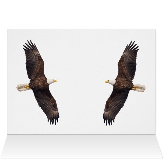 Bald Eagle Pair (Binnen Horizontaal (Boven))
