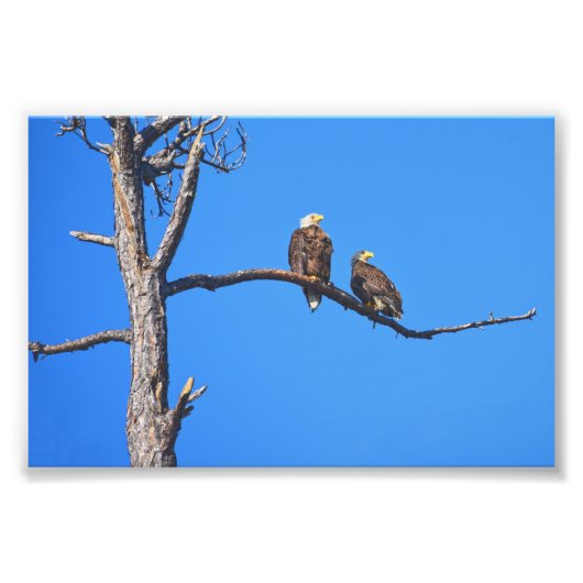 Bald Eagle Pair bij Money Bayou, Florida Foto Afdruk (Voorkant)