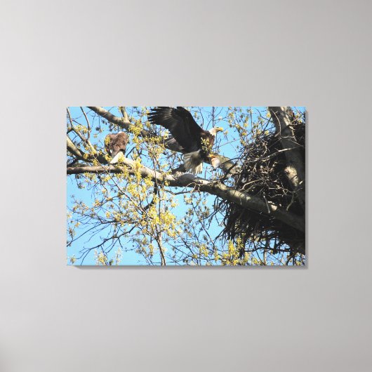 Bald Eagle Pair bij Nest Canvas Afdruk (Voorkant)
