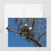 Bald Eagle Pair Briefkaart (Voorkant / Achterkant)