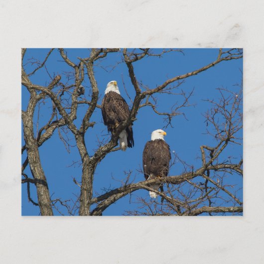 Bald Eagle Pair Briefkaart (Voorkant)