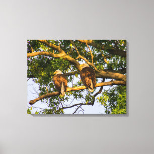 Bald Eagle Pair Canvas Afdruk