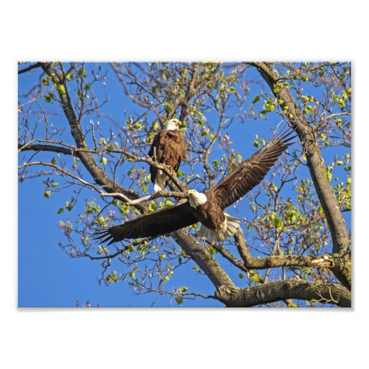 Bald Eagle Pair Foto Afdruk (Voorkant)