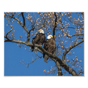 Bald Eagle Pair Foto Afdruk