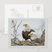 Bald Eagle Pair in hun nest Briefkaart (Voorkant / Achterkant)