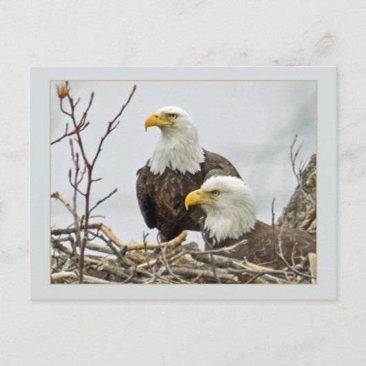 Bald Eagle Pair in hun nest Briefkaart (Voorkant)