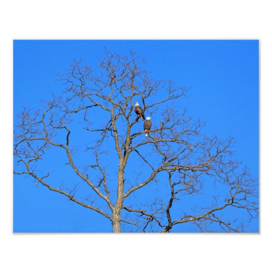 Bald Eagle Pair in Tree Foto Afdruk (Voorkant)