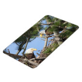 Bald Eagle Pair neigt naar nest Magneet (Linkerzijde)