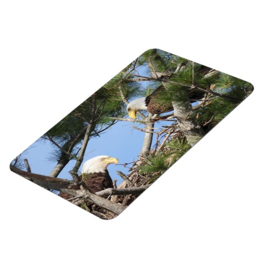 Bald Eagle Pair neigt naar nest Magneet (Linkerzijde)