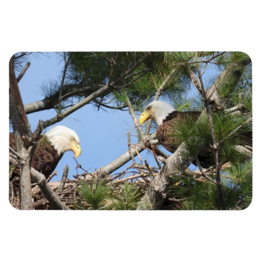 Bald Eagle Pair neigt naar nest Magneet (Horizontaal)