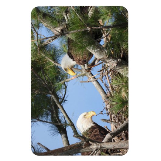 Bald Eagle Pair neigt naar nest Magneet (Verticaal)
