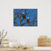 Bald Eagle Pair Poster (Keuken)