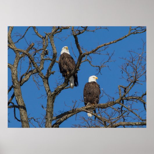 Bald Eagle Pair Poster (Voorkant)