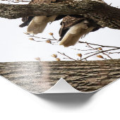 Bald Eagle Pair, samengeperst Foto Afdruk (Hoek)