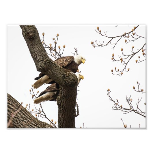 Bald Eagle Pair, samengeperst Foto Afdruk (Voorkant)