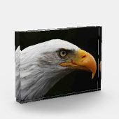 Bald Eagle pbcna Fotoblokken (Links)