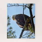 Bald Eagle Perch - 16 x 20 - 520 pcs. Legpuzzel (Verticaal)