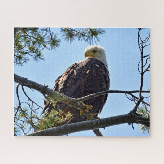 Bald Eagle Perch - 16 x 20 - 520 pcs. Legpuzzel (Horizontaal)