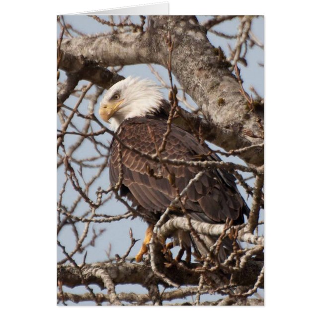 Bald Eagle Perched in een boom (Voorkant)