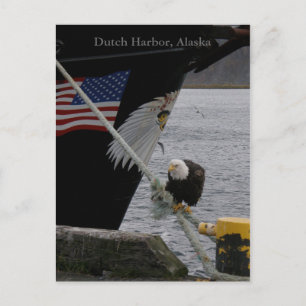 Bald Eagle Perched on a Mooring Line, Dutch Harbou Briefkaart