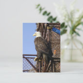 Bald Eagle Perched on Crab Pots Briefkaart (Staand voorkant)