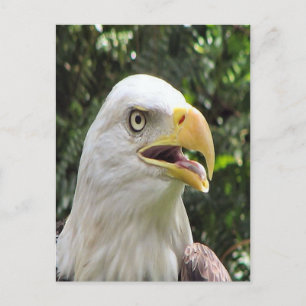 Bald Eagle Photo Briefkaart