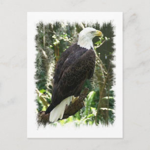 Bald Eagle Photo Briefkaart