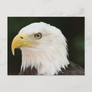 Bald Eagle Photo Briefkaart