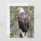 Bald Eagle Photo Briefkaart (Voorkant / Achterkant)