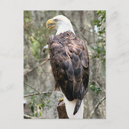 Bald Eagle Photo Briefkaart (Voorkant)