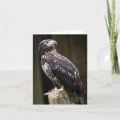 Bald Eagle Photo Folded Note Kaart (Voorkant)