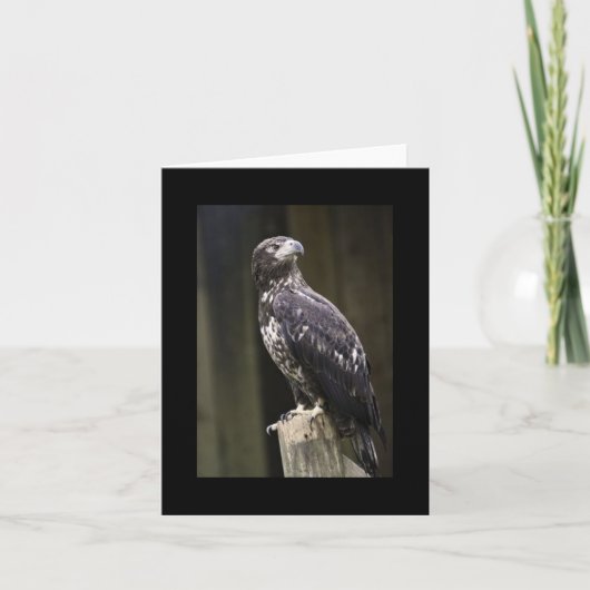 Bald Eagle Photo Folded Note Kaart (Voorkant)