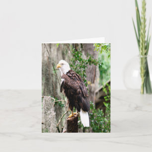 Bald Eagle Photo Folded Note Kaart