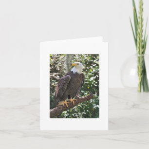 Bald Eagle Photo Folded Note Kaart