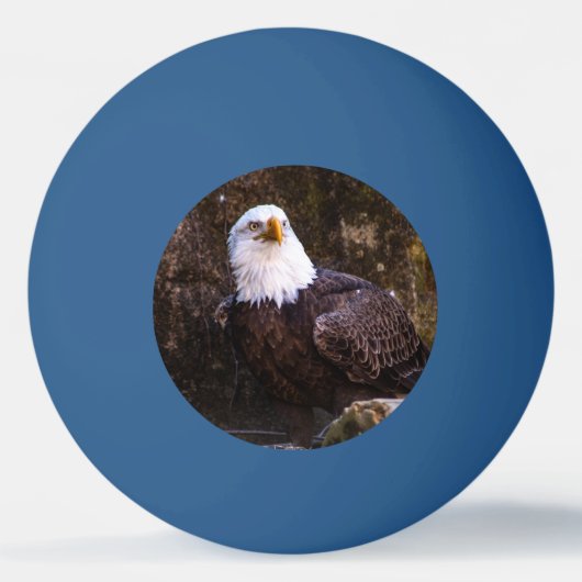 Bald Eagle Pingpongballen (Voorkant)