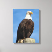 Bald Eagle Portrait Canvas Wrap Afdruk (Voorkant)