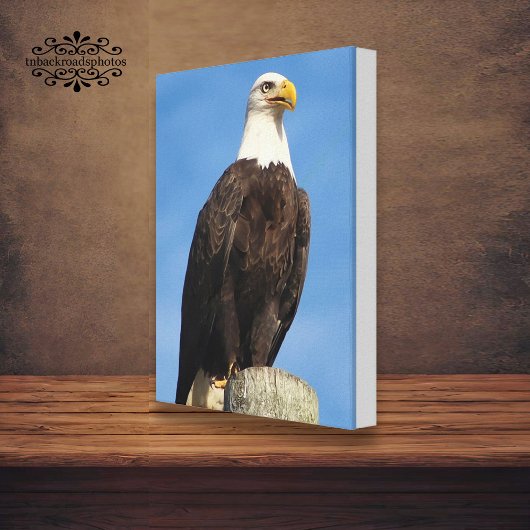 Bald Eagle Portrait Canvas Wrap Afdruk